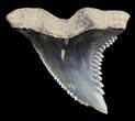 Hemipristis Shark Tooth Fossil - Virginia #52049-1